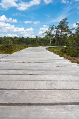 Rhoen, Bavyera, Almanya 'da yeni bir ahşap patikası olan siyah bozkır.