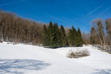 Yüksek Rhoen, Hesse, Almanya 'da kırmızı bataklıkta kalp şeklinde çıplak bir ağaç bulunan Birch Ormanı