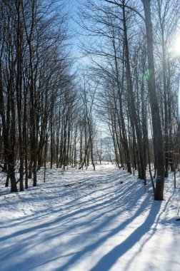 Ormandaki ağaçlar, karlı kış ve gölgeli güneş ışığı.