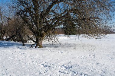 Mavi gökyüzü karlı bir ağaç