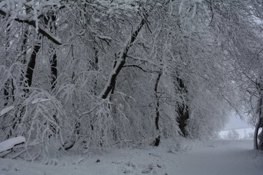 Kışın çok karlı bir orman.