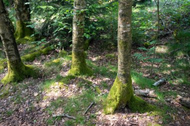 Ormandaki ağaçlar yeşil yosun ile kaplanmış.