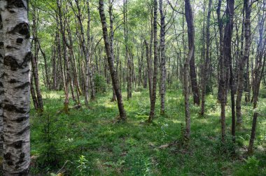 Carpathian huş ağacı (Betula carpatica) yüksek Rhoen, Hesse, Almanya 'daki kırmızı bataklıkta