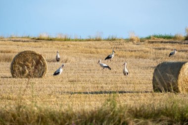 Beyaz leylekler (Ciconia ciconia) mavi gökyüzü ile hasat edilmiş bir alanda saman balyaları arasında