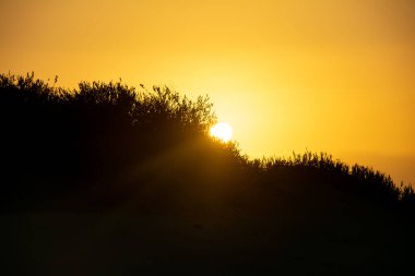 İspanya 'daki Gran Canaria' da Maspaloma 'nın kumullarında. Dev kum tepeleri küçük bir çöle benzer ve doğa koruma alanıdır..