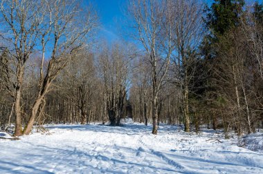 Trees at the edge of a forest in winter with lots of snow and blue sky in the High Rhoen, Hesse, Germany