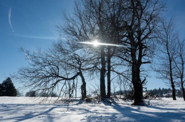 Yüksek Rhoen, Hesse, Almanya 'da kışın bol kar, parlak güneş ve mavi gökyüzü olan ağaçlar.