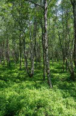Carpathian huş ağacı (Betula carpatica) yüksek Rhoen, Hesse, Almanya 'daki kırmızı bataklıkta