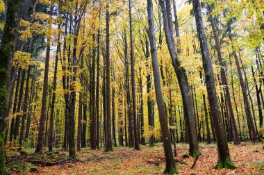 Sonbaharda yaprakları bol bir orman.