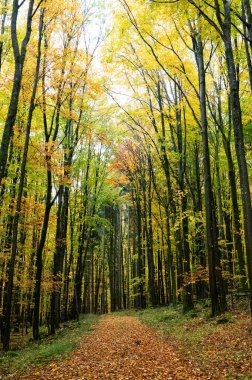 Sonbaharda yaprakları bol bir orman.