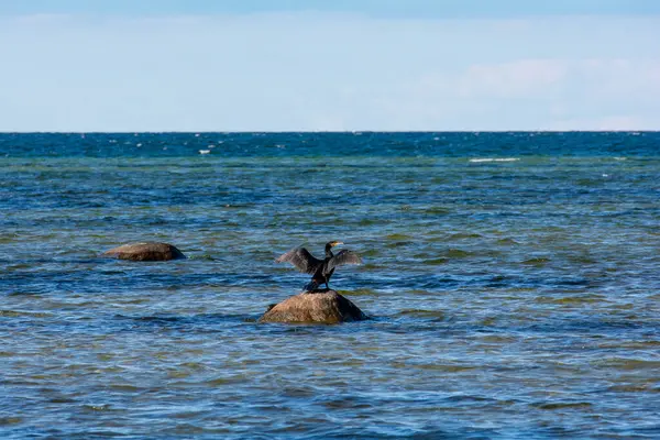 stock image Cormorant birds ( Phalacrocoracidae ) sitting on a large stone on the Baltic Sea coast on the island of Poel near Timmendorf, Germany