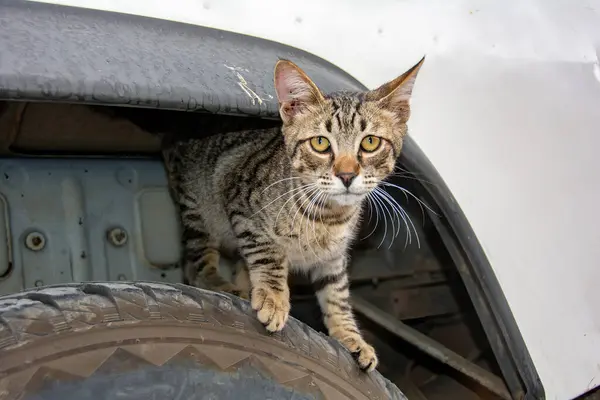 A striped street cat in front of a car on the Canary Island of Gran Canaria in Spain