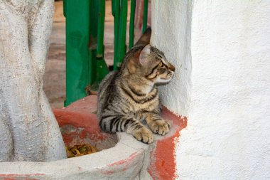 İspanya 'daki Kanarya Adası' nda çizgili bir sokak kedisi.