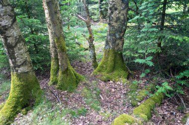 Ormandaki ağaçlar yeşil yosun ile kaplanmış.