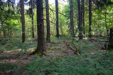 Ormandaki ağaçlar yeşil yosun ile kaplanmış.