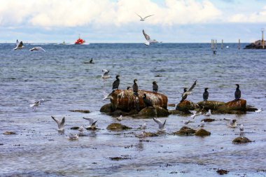 Karabataklar (Phalacrocoracidae) büyük kayaların üzerinde otururlar ve pek çok martı arka planda Almanya 'nın Timmendorf yakınlarındaki Poel adasında Baltık Denizi kıyısında bir geminin etrafında uçar.