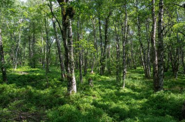 Carpathian huş ağacı (Betula carpatica) yüksek Rhoen, Hesse, Almanya 'daki kırmızı bataklıkta