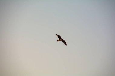 Akşam ışığında uçan bir martı.