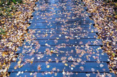 Sonbaharda yağan yağmurdan sonra birçok sonbahar yaprakları tahtadan yapılmış ıslak bir patikada.