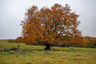 Almanya 'nın Hohen Rhoen şehrinde sonbaharda bir çayırda büyük bir ağaç.