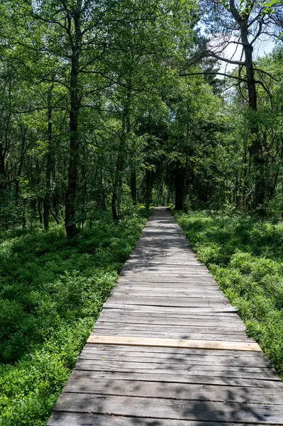 Stock image Carpathian birch  ( Betula carpatica )  forest with wooden footbridge in the red moor in the high Rhoen, Hesse, Germany