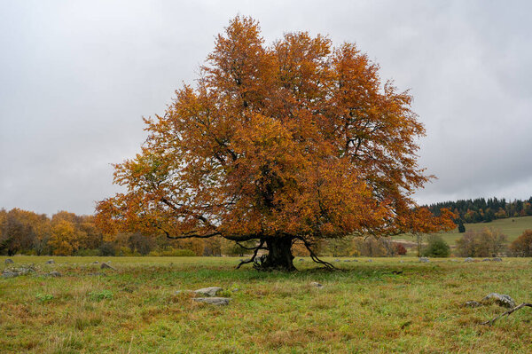Big tree in a meadow in autumn with orange colors in Hohen Rhoen, Germany