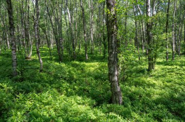 Carpathian huş ağacı (Betula carpatica) yüksek Rhoen, Hesse, Almanya 'daki kırmızı bataklıkta