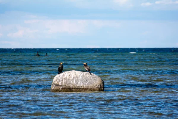 stock image Cormorant birds ( Phalacrocoracidae ) sitting on a large stone on the Baltic Sea coast on the island of Poel near Timmendorf, Germany