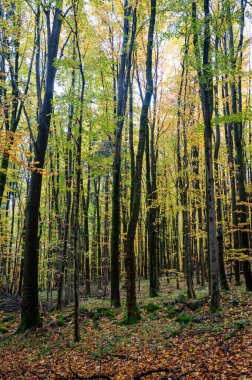 Sonbaharda yaprakları bol bir orman.