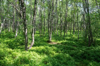 Carpathian huş ağacı (Betula carpatica) yüksek Rhoen, Hesse, Almanya 'daki kırmızı bataklıkta