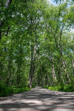 Yüksek Rhoen, Hesse, Almanya 'daki kırmızı kırlarda tahta yaya köprüsü olan Carpathian huş ağacı ormanı.