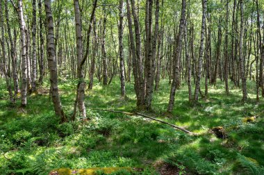 Carpathian huş ağacı (Betula carpatica) yüksek Rhoen, Hesse, Almanya 'daki kırmızı bataklıkta