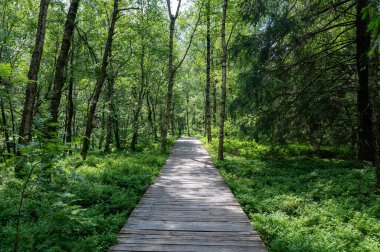 Carpathian huş ağacı (Betula carpatica) ormanı, yüksek Rhoen, Hesse, Almanya 'daki kırmızı kırlarda tahta yaya köprüsü.