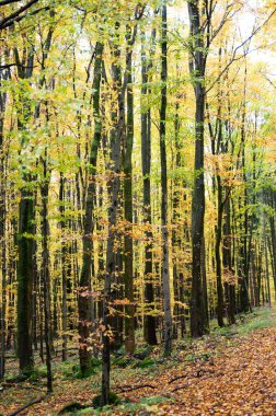 Sonbaharda yaprakları bol bir orman.