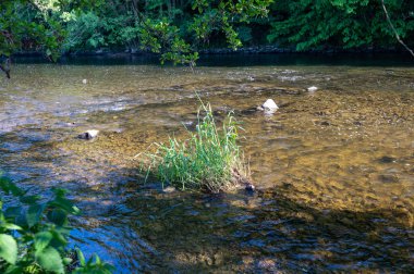 Eder - Almanya 'da yeşil bir arazide bir nehir