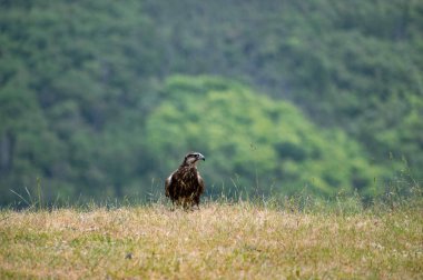 Yırtıcı bir kuş doğadaki bir çayırda duruyor.