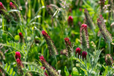 Yaz günü yeşil bir tarlada pembe bir yonca.