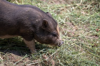 Bir yaban domuzu (Sus scrofa )