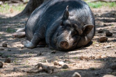 Büyük bir yaban domuzu (Sus scrofa) yerde yatar ve sıcak güneşin tadını çıkarır.