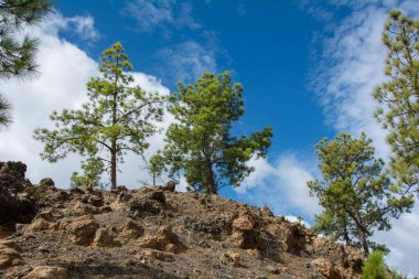 İspanya 'nın Gran Canaria adasındaki bir dağda mavi gökyüzü ve bulutlarla Kanarya çamı (Pinus canariensis)
