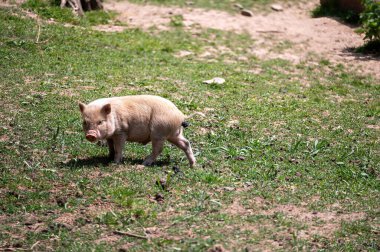 Kaka yapan yaban domuzu (Sus scrofa )