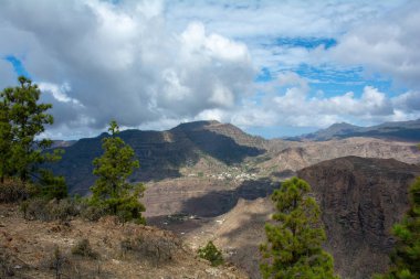 İspanya 'nın Gran Canaria adasındaki bir dağda Kanarya çamı (Pinus canariensis)