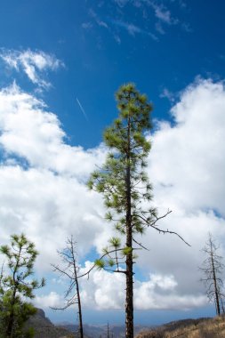 İspanya 'nın Gran Canaria adasındaki bir dağda mavi gökyüzü ve bulutlarla Kanarya çamı (Pinus canariensis)