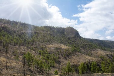 İspanya 'nın Gran Canaria adasındaki bir dağda (Pinus canariensis) bir çam ağacı, güneş ve bir sokak