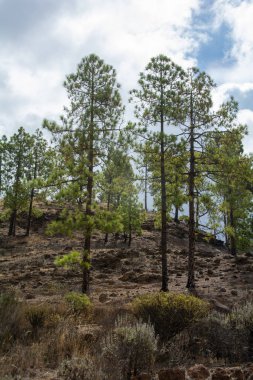 İspanya 'nın Gran Canaria adasındaki bir dağda mavi gökyüzü ve bulutlarla Kanarya çamı (Pinus canariensis)