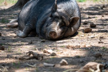 Büyük bir yaban domuzu (Sus scrofa) yerde yatar ve sıcak güneşin tadını çıkarır.