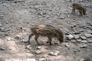 Ormanda yaban domuzu yavrusu (Sus scrofa)