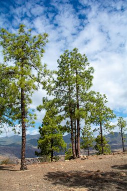 İspanya 'nın Gran Canaria adasındaki bir dağda mavi gökyüzü ve bulutlarla Kanarya çamı (Pinus canariensis)