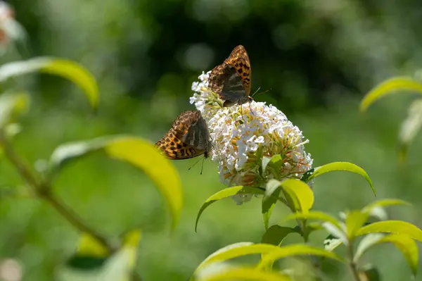 stock image Butterfly 