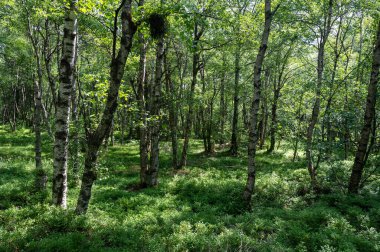 Carpathian huş ağacı (Betula carpatica) yüksek Rhoen, Hesse, Almanya 'daki kırmızı bataklıkta